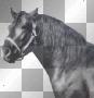 Black stallion