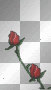 Climbing Rose