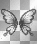 Butterfly Butterfly