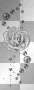 black rose