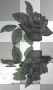 black  rose