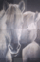 ponys