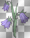 fleur 
