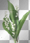 muguet
