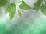 feuilles