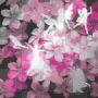 Sparkly Pink & White Flowers  :-}