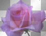 Animated Rainbow Rose  :-}