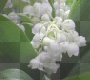 muguet