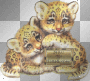bebes tigres