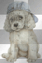 Cute Glitter Puppy