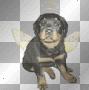 angel rottie