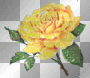 yellow rose