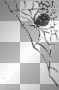 spider spider