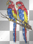 Parrots