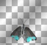 teal butterfly teal butterfly