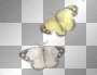2 butterflies