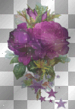 rose violette