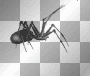 Animated Black Spider  :-}