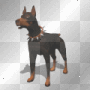 chien, doberman