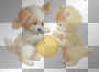 Cat Dog 