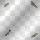 Animated Ants  :-}