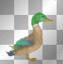 Animated Duck  (left)   :-}