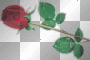 red rose red rose