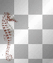 Animated Seahorse  :-}