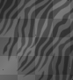Grey Tiger Grey Tiger