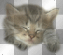 chat