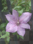 fiore 