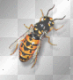 abeille