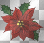 poinsettia 