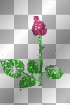 Glitter rose ^^ 