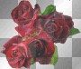 nice  roses