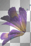 colorful fae wings left 