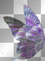 beautiful wings left 
