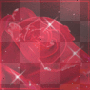 red rose