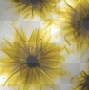 background flower's transparent flashing 2 color's by karen0428