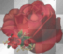 Red roses