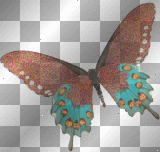 Teal and brown butterfly