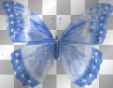Blue butterfly