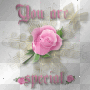 pinkrose