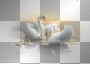swan swan
