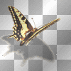papillon