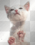 kitty lick