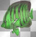 tropical green fish transparent