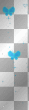 blue butterflies