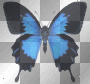 Farfalla blu