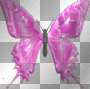pink black butterfly pink black butterfly